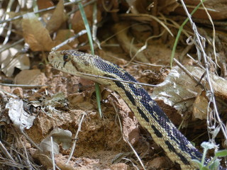 A Zion Canyon aux Etats-Unis