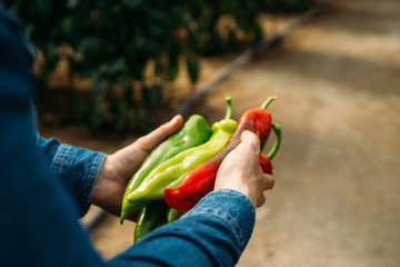 Unrecognizable man holding some red and green Italian or Palermo sweet peppers freshly harvested from an ecological greenhouse. Ecological cultivation