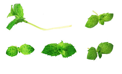 mint leaf isolated on a white background © fedor_13