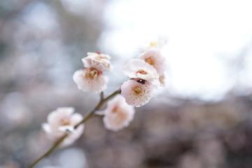 京都の桜