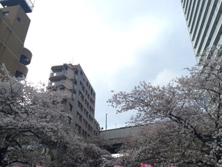 目黒川の桜