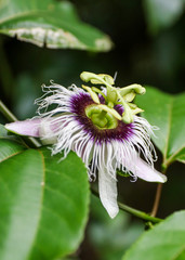 Woodland Passionflower 'Passiflora morifolia'