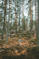 Obraz premium Karelian forest in autumn
