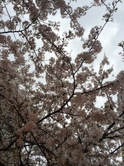 目黒川の桜