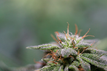 Close-up of cannabis flower ready to harvest