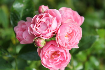 pink rose in the garden