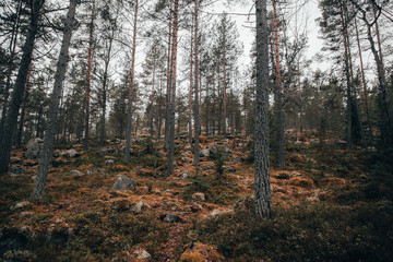 Karelian forest in autumn