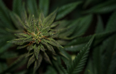 Top view of cannabis flower plant ready to harvest