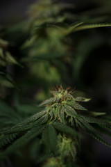 Close-up of cannabis plant in indoor grow tent 