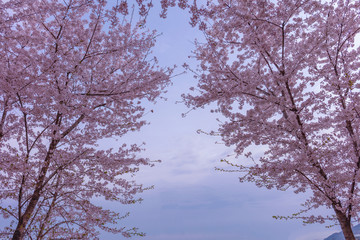 Cherry blossom in spring,Seoul,South Korea.
