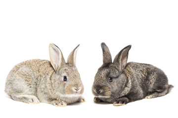 rabbit on white background.