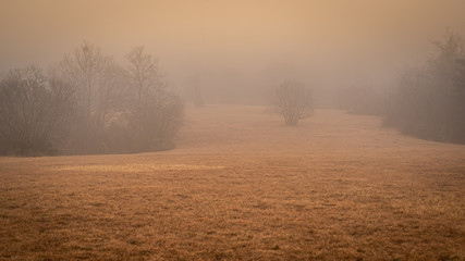 Obraz na płótnie Canvas The Woods in the Winter Fog