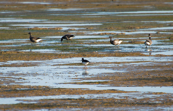 Oystercatcher And Brent Geese