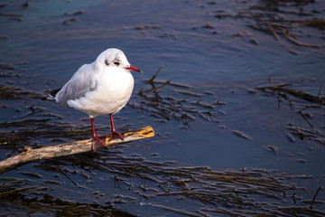 Seagull (Larus Argentatus) perched on a twig above water with grass