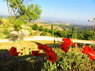 Fototapety na wymiar - Fototapeta24.pl