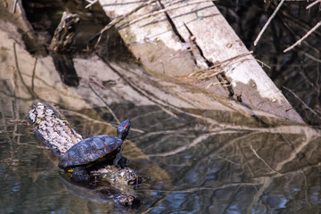 Yellow-bellied slider Turtle (Trachemys Scripta Scripta) standing on a wooden submerged branch...