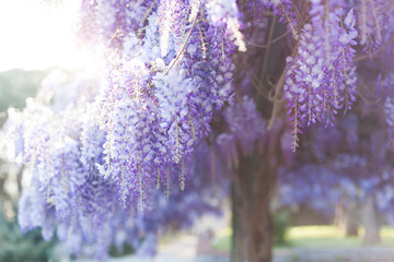 Spring tree. Wisteria blooming in sunset garden. Beautiful flowers blossom in Japanese park.