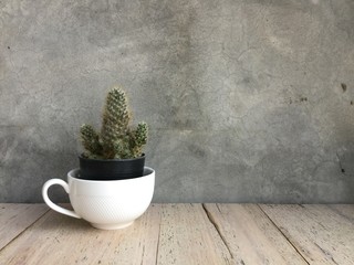 Fototapeta na wymiar green plant in a pot