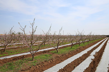 Obraz premium Peach trees bloom in the fields in spring