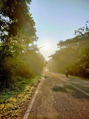 road in the forest