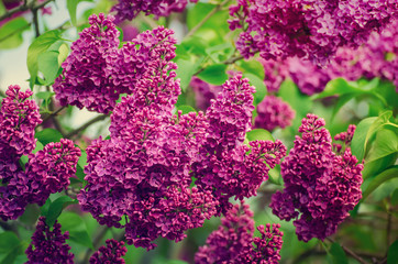 Spring lilac flowers