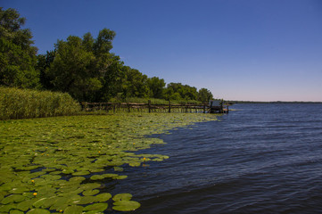 Fototapeta premium Landscape trees on the river, bridges and lilies.