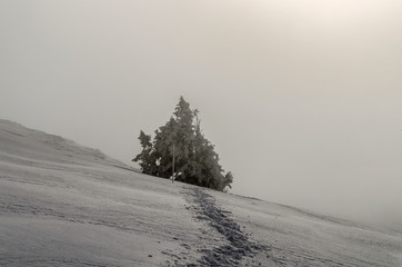 Ośnieżone krzewy na połoninie Wetlińskiej Bieszczady © wedrownik52