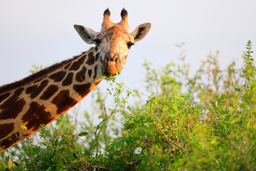 Obraz premium Massai-Giraffe in Tsavo East National Park, Kenya, Africa