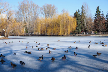 ducks and pigeons on ice in the city Park