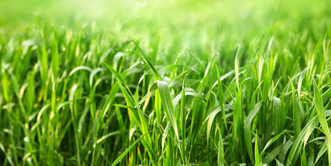 Morning drops dew on grass in field