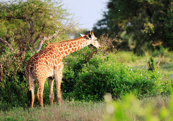Massai-Giraffe in Tsavo East National Park, Kenya, Africa