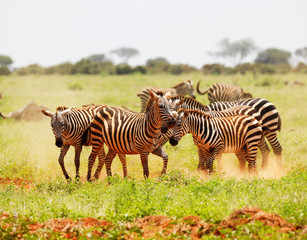 Zebras in Tsavo East National Park, Kenya, Africa