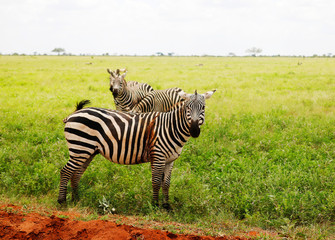 Zebras in Tsavo East National Park, Kenya, Africa