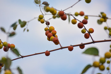 Indian Jujube or Ziziphus mauritiana on the jujube tree