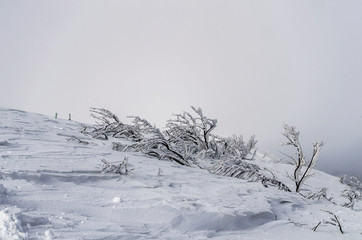 Ośnieżone krzewy na połoninie Wetlińskiej Bieszczady © wedrownik52