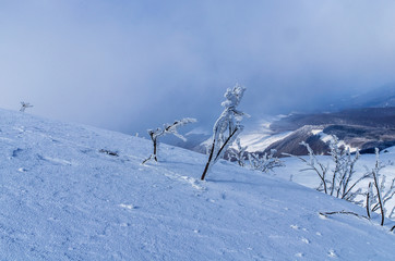 Ośnieżone krzewy na połoninie Wetlińskiej Bieszczady © wedrownik52