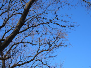 Pigeons are sitting on the branches of trees