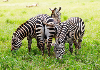 Fototapeta na wymiar Zebras in Tsavo East National Park, Kenya, Africa