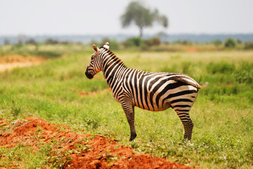 Zebras in Tsavo East National Park, Kenya, Africa