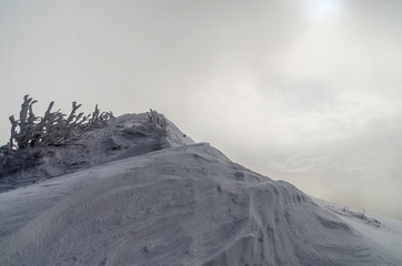 Ośnieżone krzewy na połoninie Wetlińskiej Bieszczady © wedrownik52