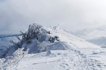 Ośnieżone krzewy na połoninie Wetlińskiej Bieszczady © wedrownik52