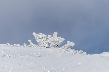 Ośnieżone krzewy na połoninie Wetlińskiej Bieszczady © wedrownik52