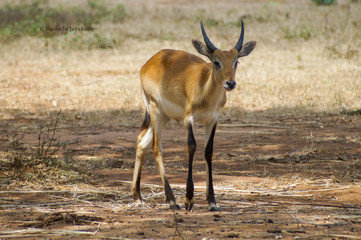 impala 