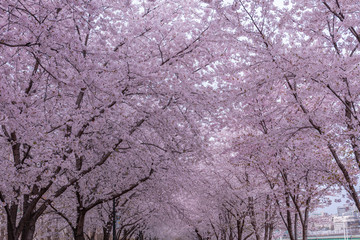 Cherry blossom in spring,Seoul,South Korea.