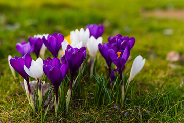Crocus in different colors, purple, white, yellow, spring time