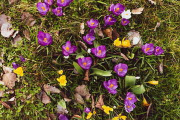 Crocus in different colors, purple, white, yellow, spring time, top view
