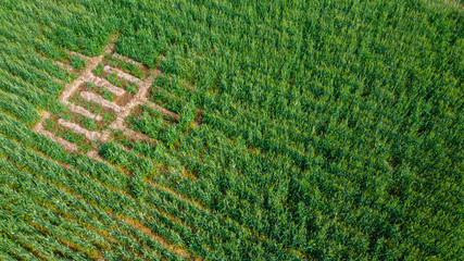 Arial top view of agriculture field 