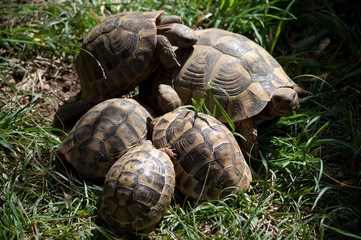 turtle