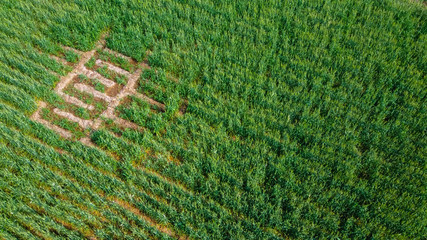Arial top view of agriculture field 