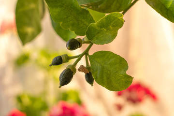 The fruits of the lemon tree are sung on the windowsill in the apartment. Green lemons. Home Gardening Concept